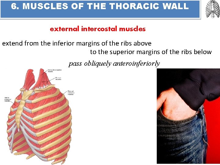 6. MUSCLES OF THE THORACIC WALL external intercostal muscles extend from the inferior margins