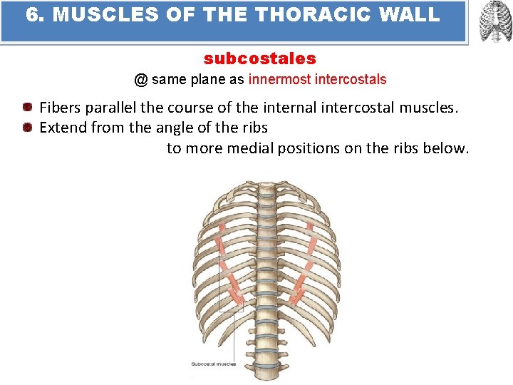 6. MUSCLES OF THE THORACIC WALL subcostales @ same plane as innermost intercostals Fibers