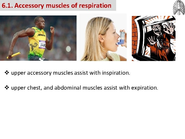 6. 1. Accessory muscles of respiration v upper accessory muscles assist with inspiration. v