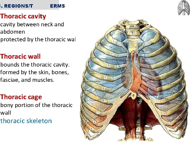 1. REGIONS/T ERMS Thoracic cavity between neck and abdomen protected by the thoracic wall.