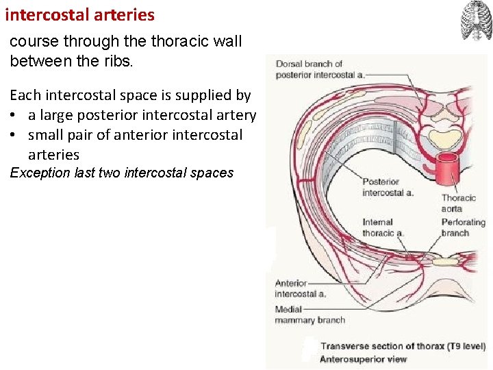 intercostal arteries course through the thoracic wall between the ribs. Each intercostal space is