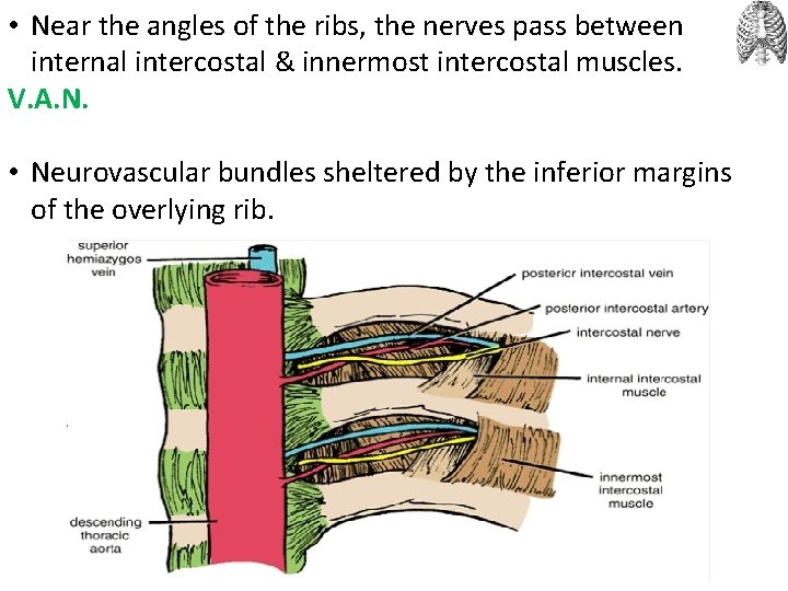  • Near the angles of the ribs, the nerves pass between internal intercostal