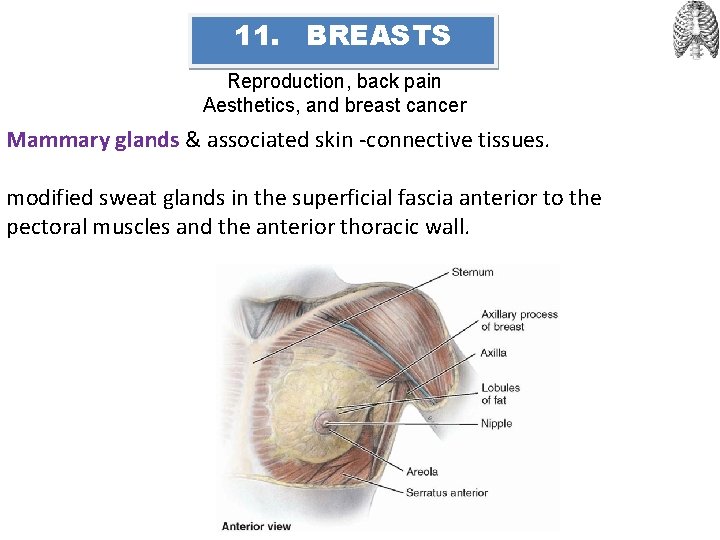11. BREASTS Reproduction, back pain Aesthetics, and breast cancer Mammary glands & associated skin