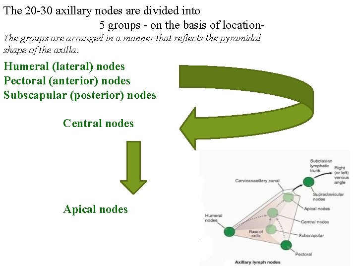 The 20 -30 axillary nodes are divided into 5 groups - on the basis