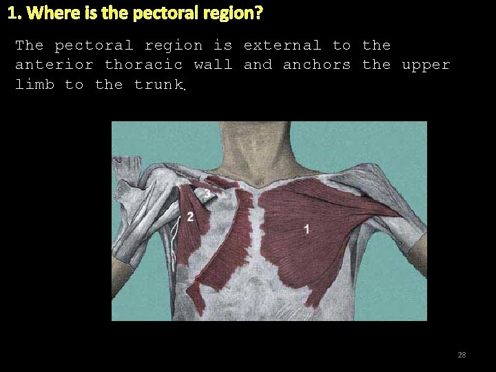 1. Where is the pectoral region? The pectoral region is external to the anterior