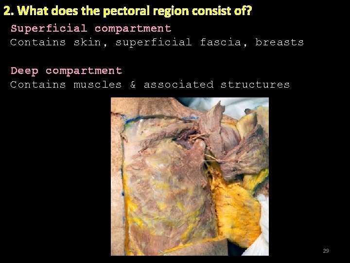 2. What does the pectoral region consist of? Superficial compartment Contains skin, superficial fascia,