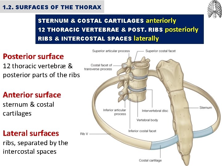 1. 2. SURFACES OF THE THORAX anteriorly 12 THORACIC VERTEBRAE & POST. RIBS posteriorly