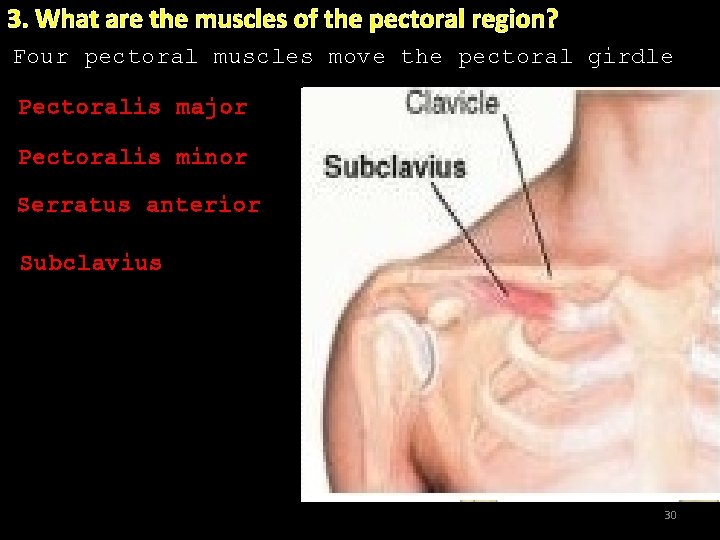 3. What are the muscles of the pectoral region? Four pectoral muscles move the