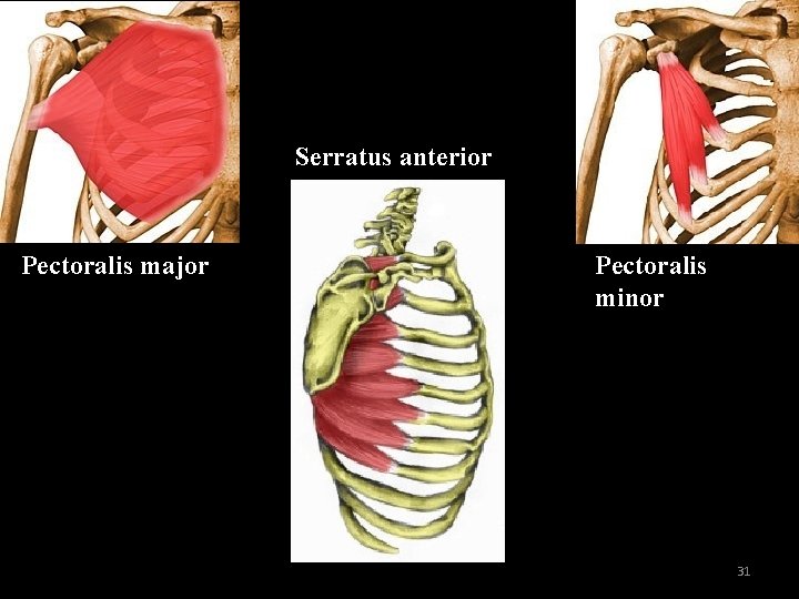 Serratus anterior Pectoralis major Pectoralis minor 31 