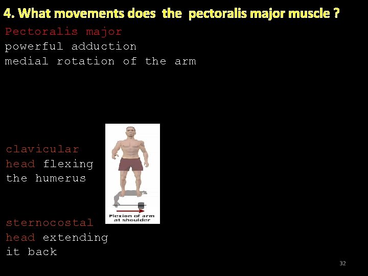 4. What movements does the pectoralis major muscle ? Pectoralis major powerful adduction medial