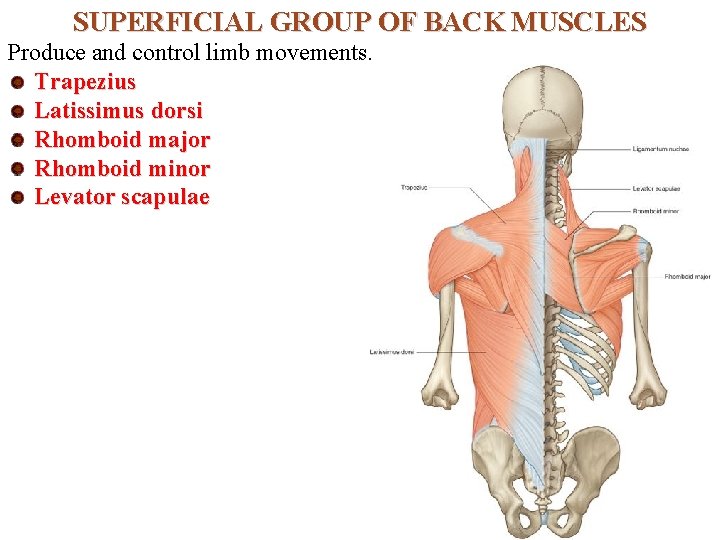 SUPERFICIAL GROUP OF BACK MUSCLES Produce and control limb movements. Trapezius Latissimus dorsi Rhomboid