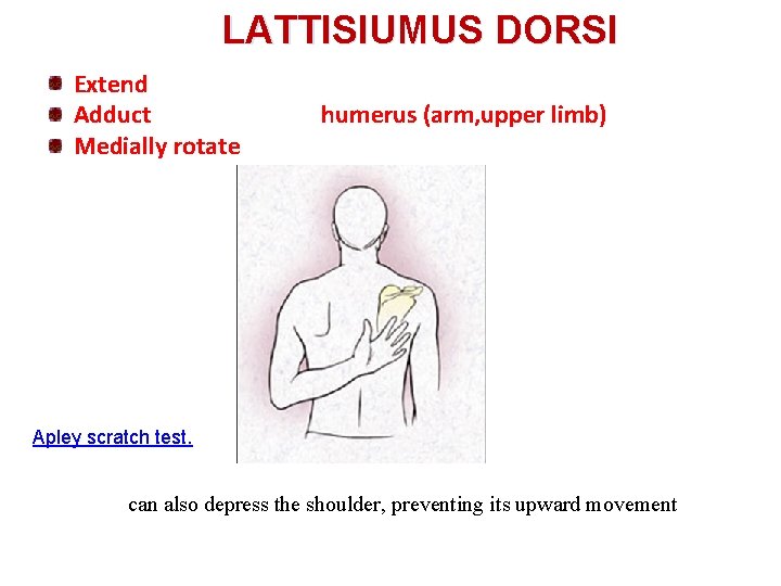 LATTISIUMUS DORSI Extend Adduct Medially rotate humerus (arm, upper limb) Apley scratch test. can