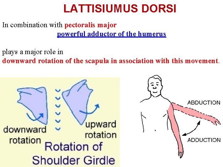 LATTISIUMUS DORSI In combination with pectoralis major powerful adductor of the humerus plays a