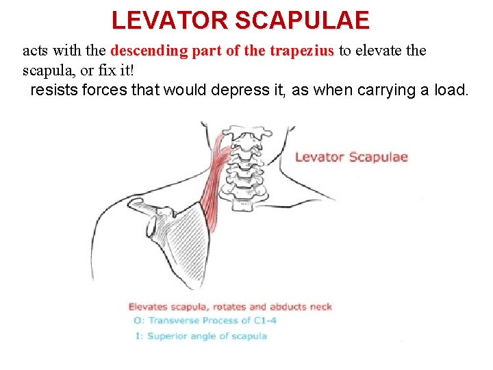 LEVATOR SCAPULAE acts with the descending part of the trapezius to elevate the scapula,
