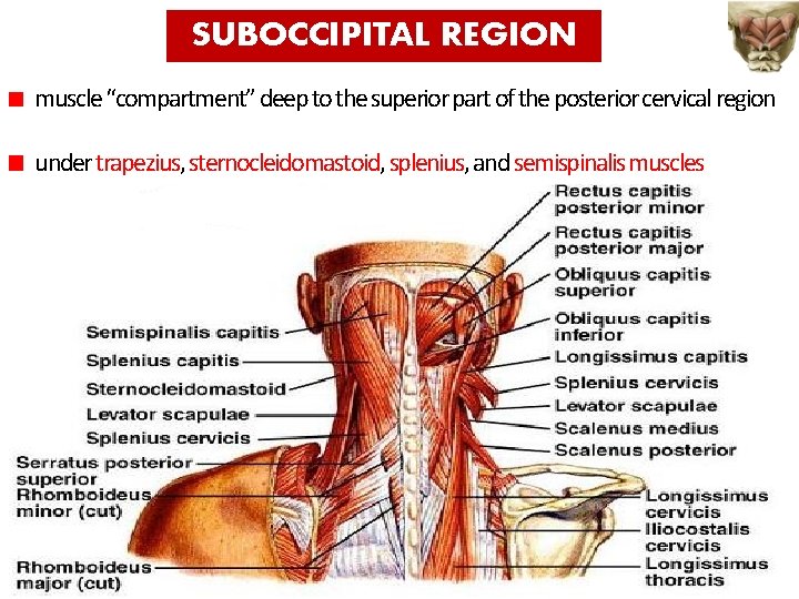 SUBOCCIPITAL REGION muscle “compartment” deep to the superior part of the posterior cervical region