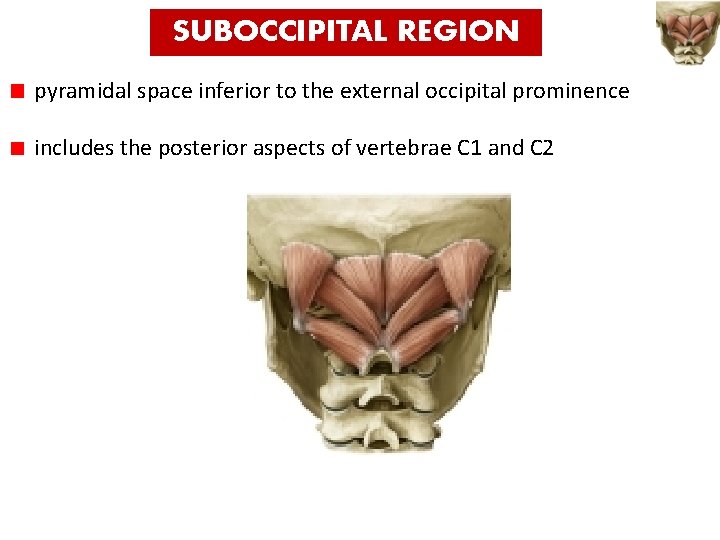 SUBOCCIPITAL REGION pyramidal space inferior to the external occipital prominence includes the posterior aspects