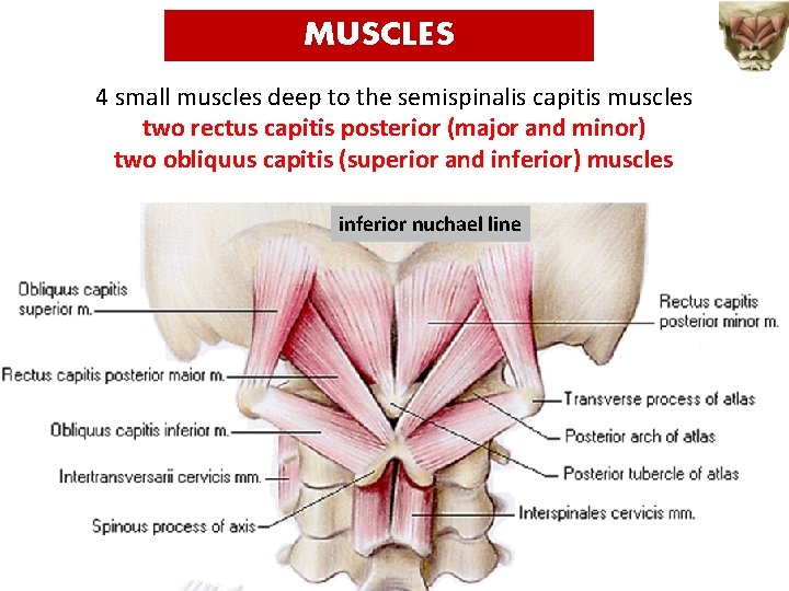 MUSCLES 4 small muscles deep to the semispinalis capitis muscles two rectus capitis posterior