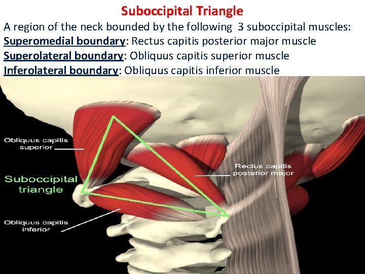 Suboccipital Triangle A region of the neck bounded by the following 3 suboccipital muscles: