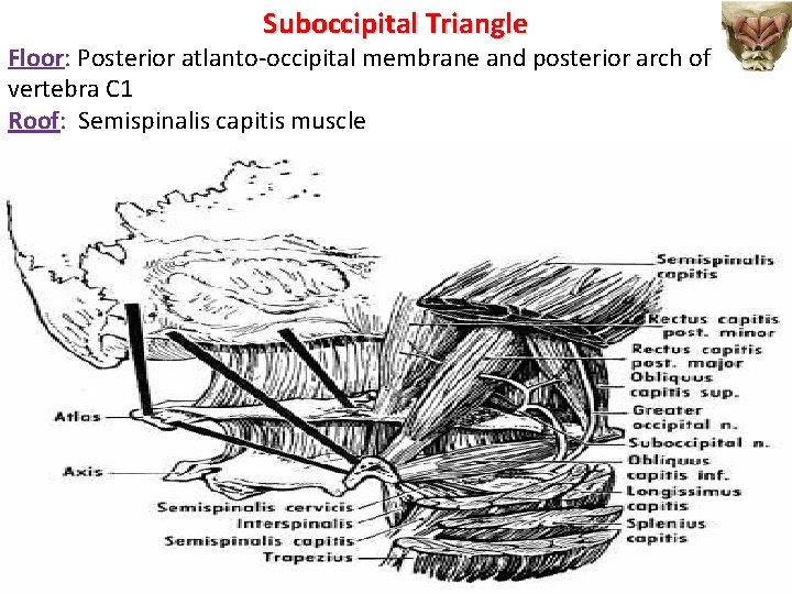 Suboccipital Triangle Floor: Posterior atlanto-occipital membrane and posterior arch of vertebra C 1 Roof: