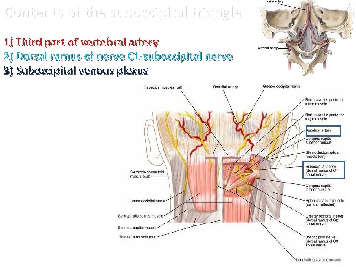 Contents of the suboccipital triangle 1) Third part of vertebral artery 2) Dorsal ramus