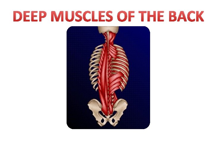 DEEP MUSCLES OF THE BACK 