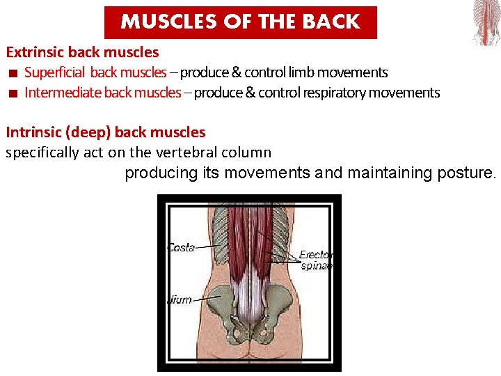 MUSCLES OF THE BACK Extrinsic back muscles Superficial back muscles – produce & control