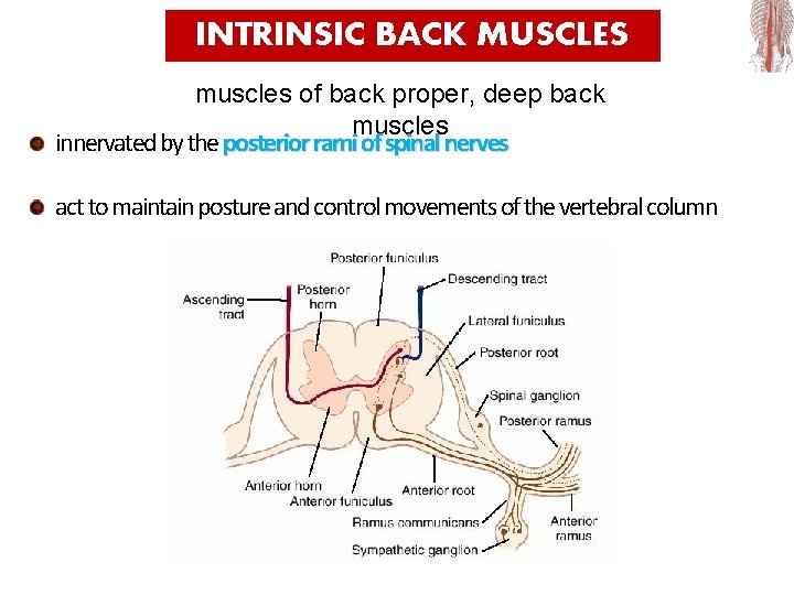 INTRINSIC BACK MUSCLES muscles of back proper, deep back muscles innervated by the posterior