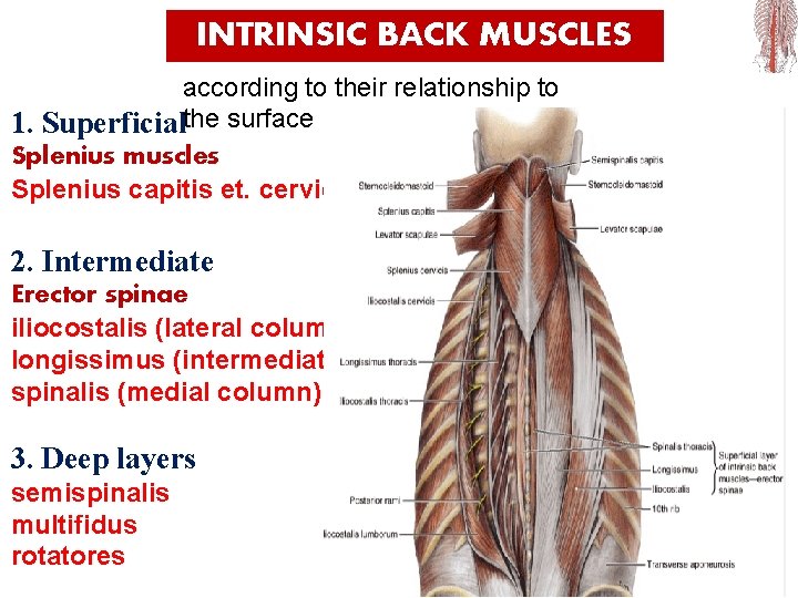 INTRINSIC BACK MUSCLES according to their relationship to 1. Superficialthe surface Splenius muscles Splenius