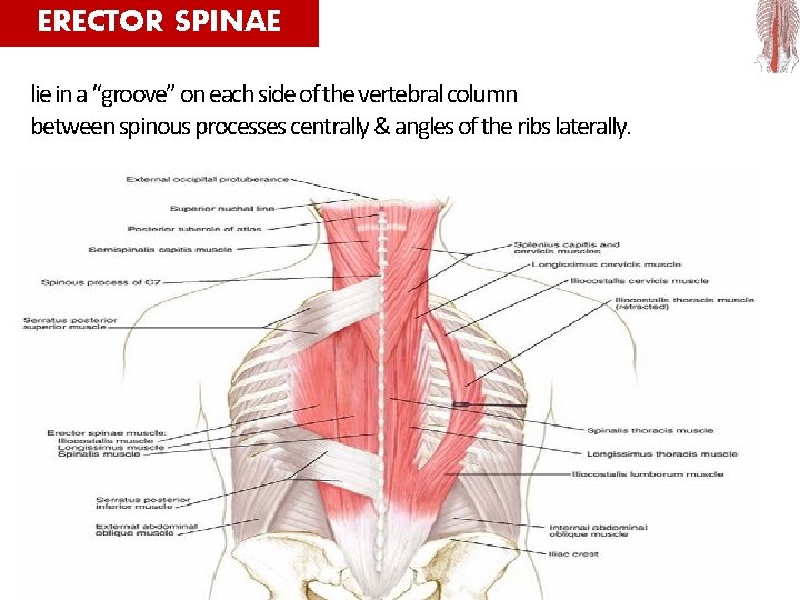 ERECTOR SPINAE lie in a “groove” on each side of the vertebral column between