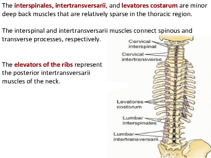 The interspinales, intertransversarii and levatores costarum are minor deep back muscles that are relatively