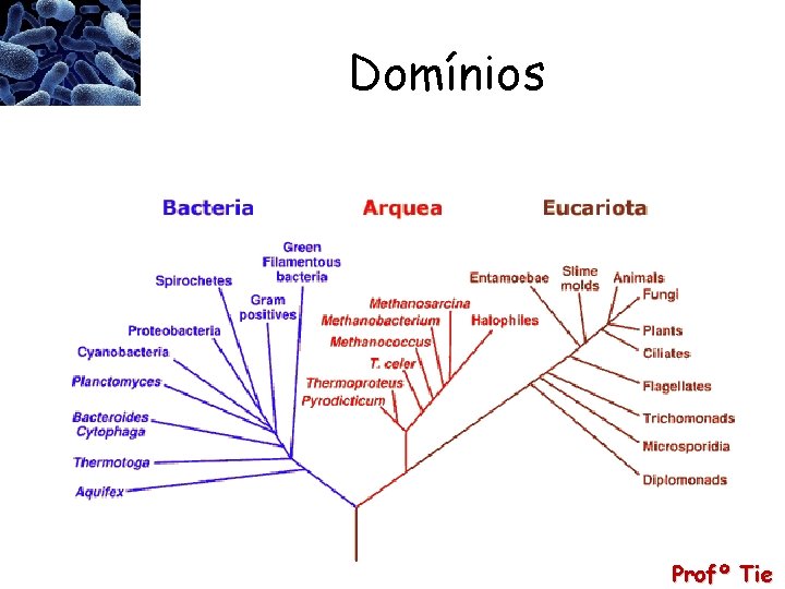 Domínios Profº Tie 