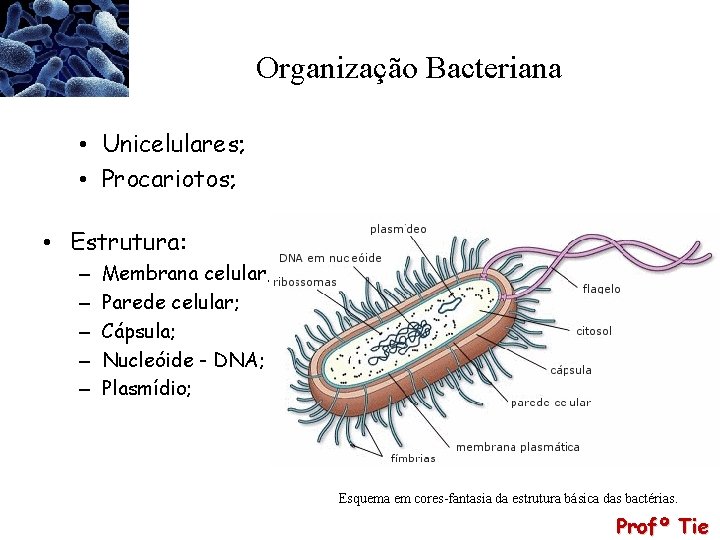 Organização Bacteriana • Unicelulares; • Procariotos; • Estrutura: – – – Membrana celular; Parede