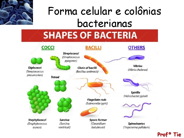 Forma celular e colônias bacterianas Profº Tie 
