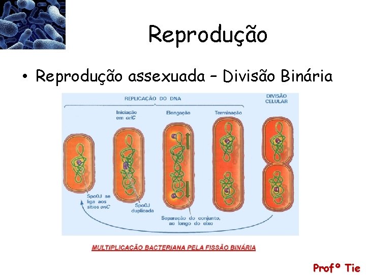 Reprodução • Reprodução assexuada – Divisão Binária Profº Tie 