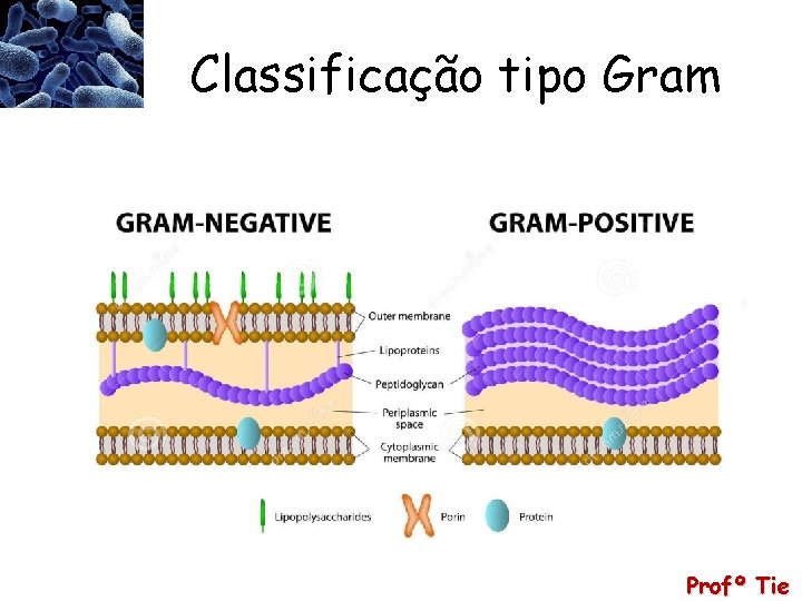 Classificação tipo Gram Profº Tie 