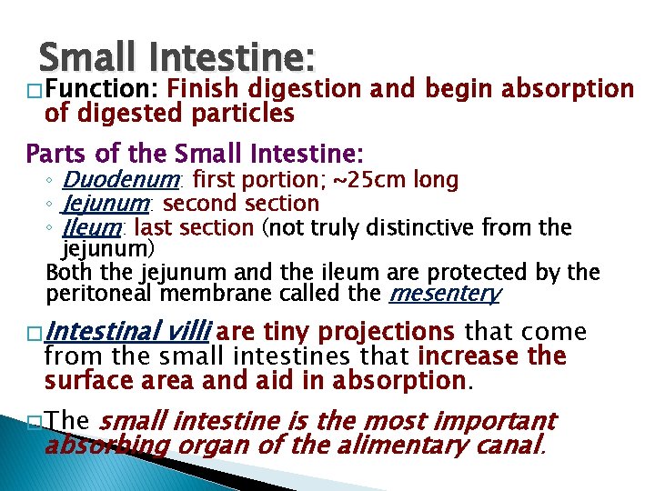 Small Intestine: � Function: Finish digestion and begin absorption of digested particles Parts of