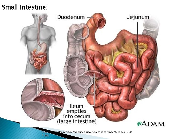 Small Intestine: http: //www. nlm. nih. gov/medlineplus/ency/images/ency/fullsize/1922 1. jpg 