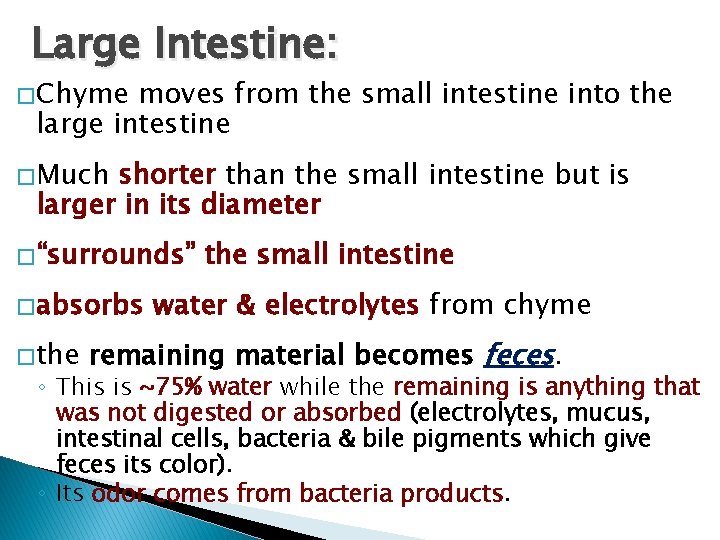 Large Intestine: � Chyme moves from the small intestine into the large intestine �