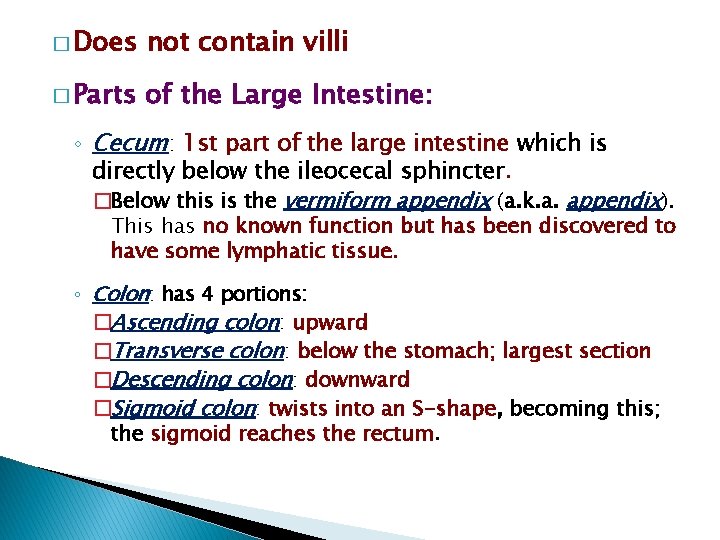 � Does not contain villi � Parts of the Large Intestine: ◦ Cecum: 1