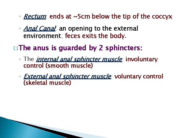 ◦ Rectum: ends at ~5 cm below the tip of the coccyx ◦ Anal