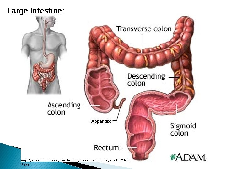 Large Intestine: http: //www. nlm. nih. gov/medlineplus/ency/images/ency/fullsize/1922 0. jpg 