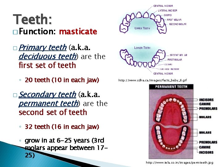 Teeth: � Function: masticate � Primary teeth (a. k. a. deciduous teeth) are the