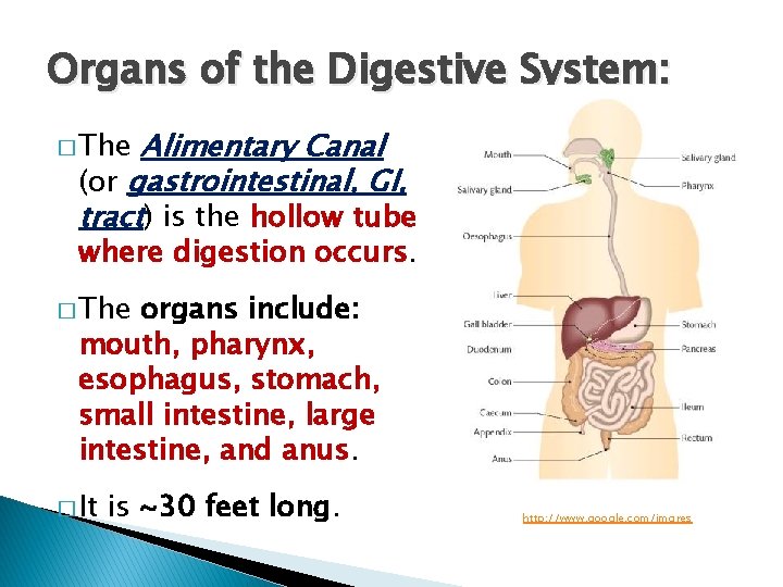 Organs of the Digestive System: Alimentary Canal (or gastrointestinal, GI, tract) is the hollow