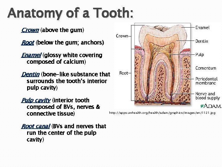 Anatomy of a Tooth: Crown (above the gum) Root (below the gum; anchors) Enamel