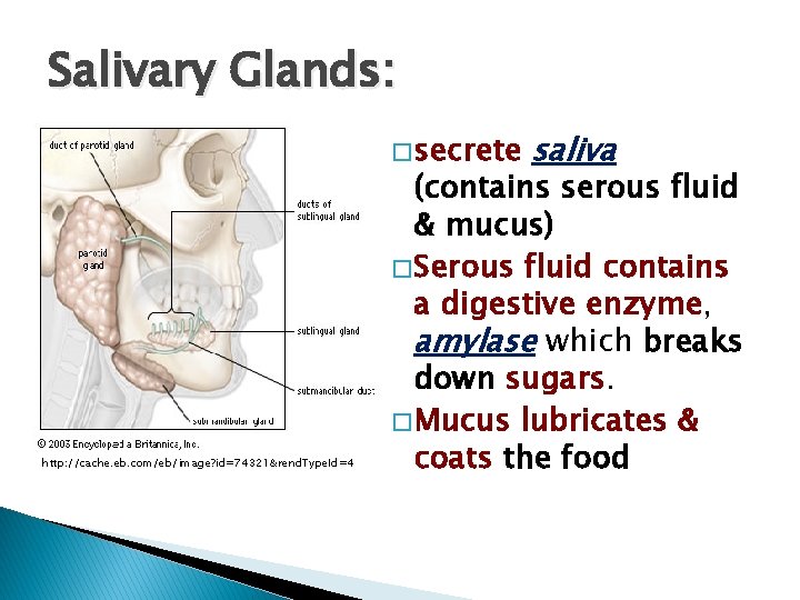 Salivary Glands: � secrete http: //cache. eb. com/eb/image? id=74321&rend. Type. Id=4 saliva (contains serous