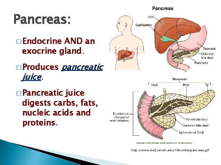 Pancreas: � Endocrine AND an exocrine gland. � Produces juice. pancreatic � Pancreatic juice