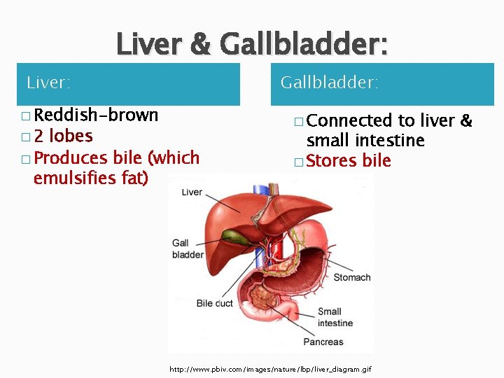 Liver & Gallbladder: Liver: � Reddish-brown � 2 Gallbladder: lobes � Produces bile (which