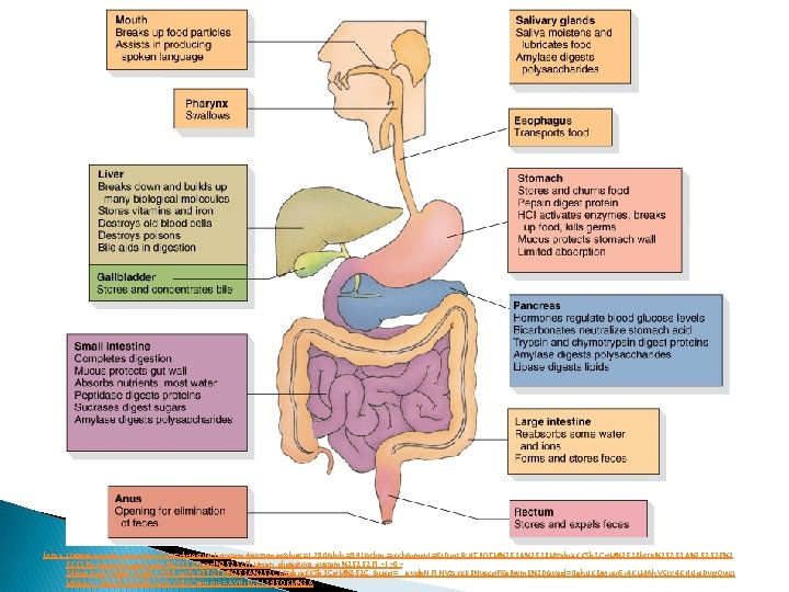 https: //www. google. com/search? q=digestive+system+enzymes&biw=1280&bih=891&tbm=isch&imgil=6 IDrot. Fc. HTPOTM%253 A%253 BMzsbja. KKSb 3 Cg. M%253