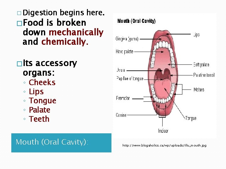 � Digestion � Food begins here. is broken down mechanically and chemically. � Its