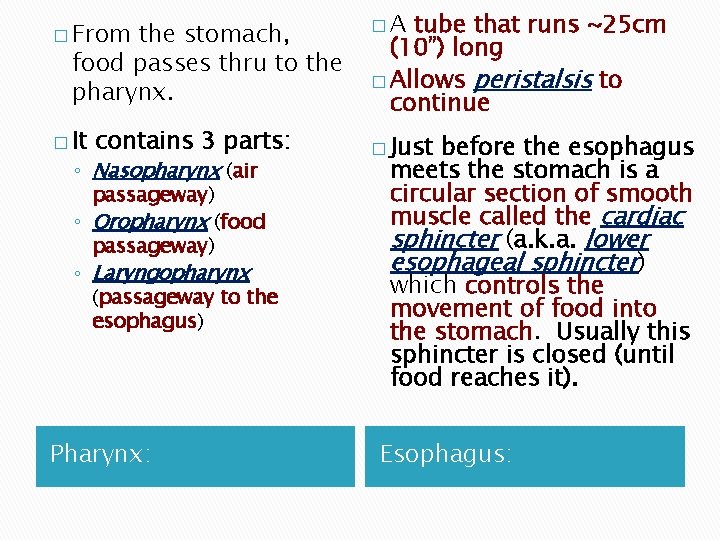 � From the stomach, food passes thru to the pharynx. � It contains 3